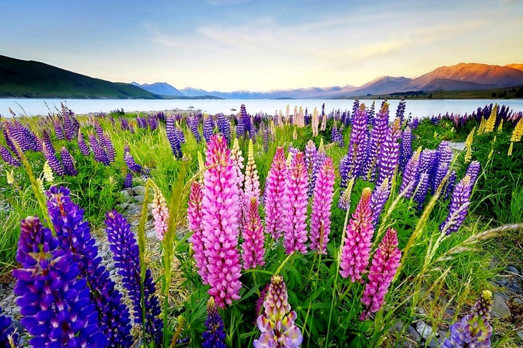 Tekapo1929 Lakefront Villa بحيرة تيكابو المظهر الخارجي الصورة